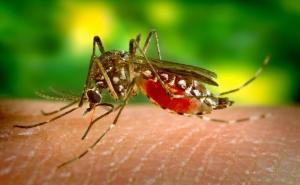 Epidemija denga groznice: 622 osobe umrle od virusne infekcije koju šire komarci